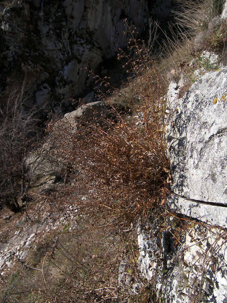 Image of Scrophularia rupestris specimen.