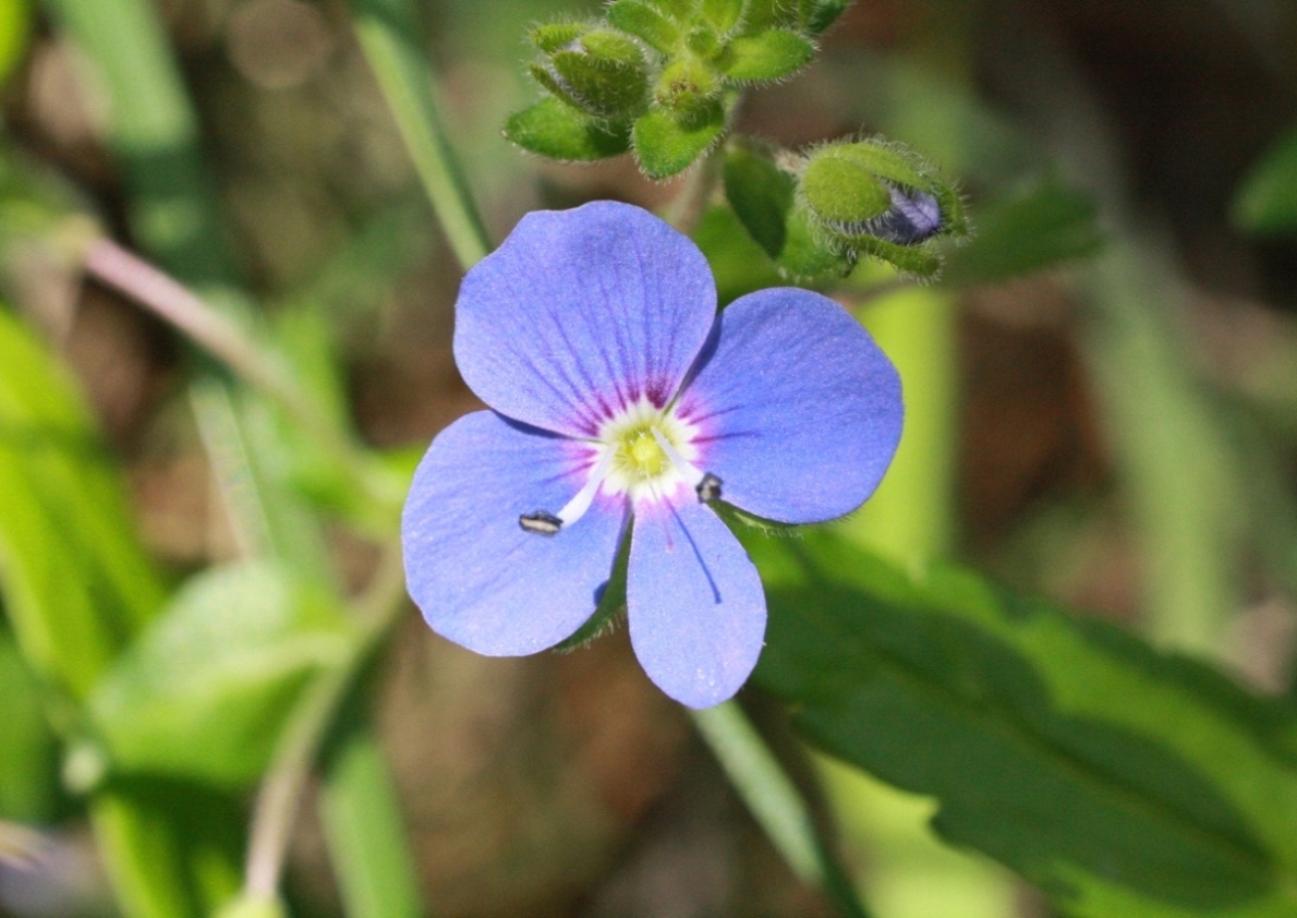 Image of Veronica umbrosa specimen.