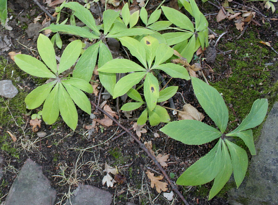 Изображение особи Helleborus cyclophyllus.