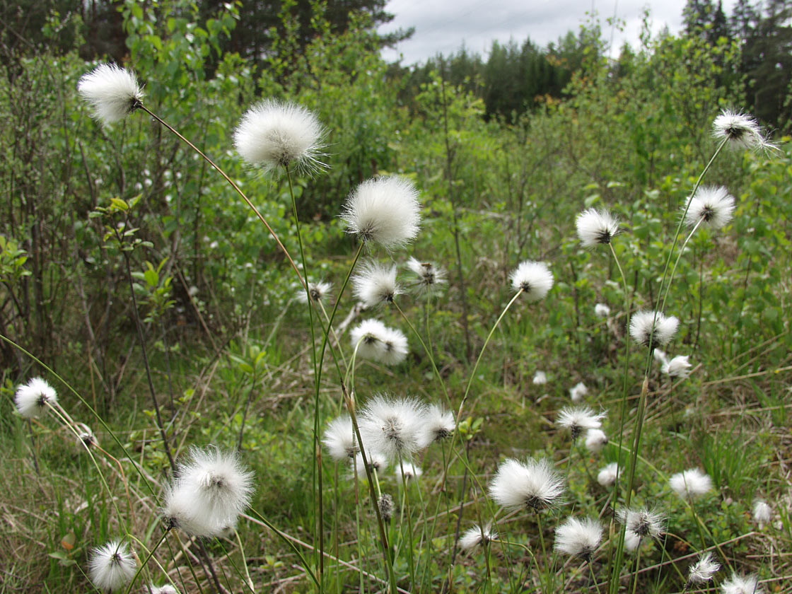 Image of Eriophorum vaginatum specimen.