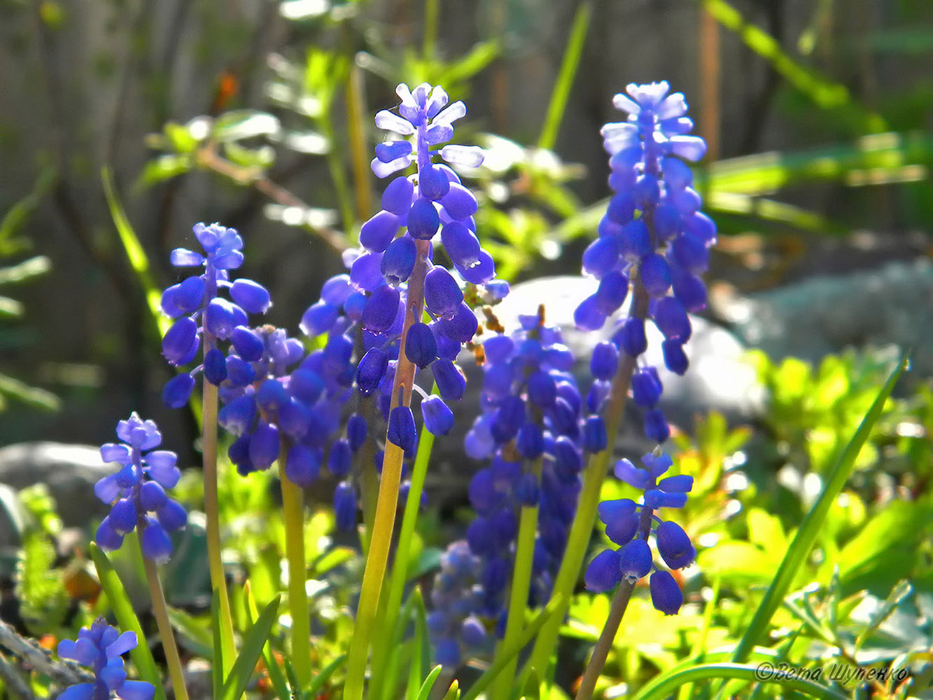 Image of genus Muscari specimen.