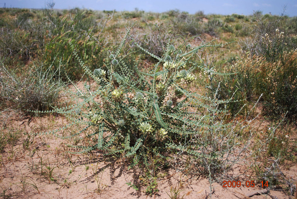 Изображение особи Astragalus turbinatus.
