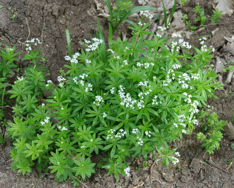 Image of Galium odoratum specimen.