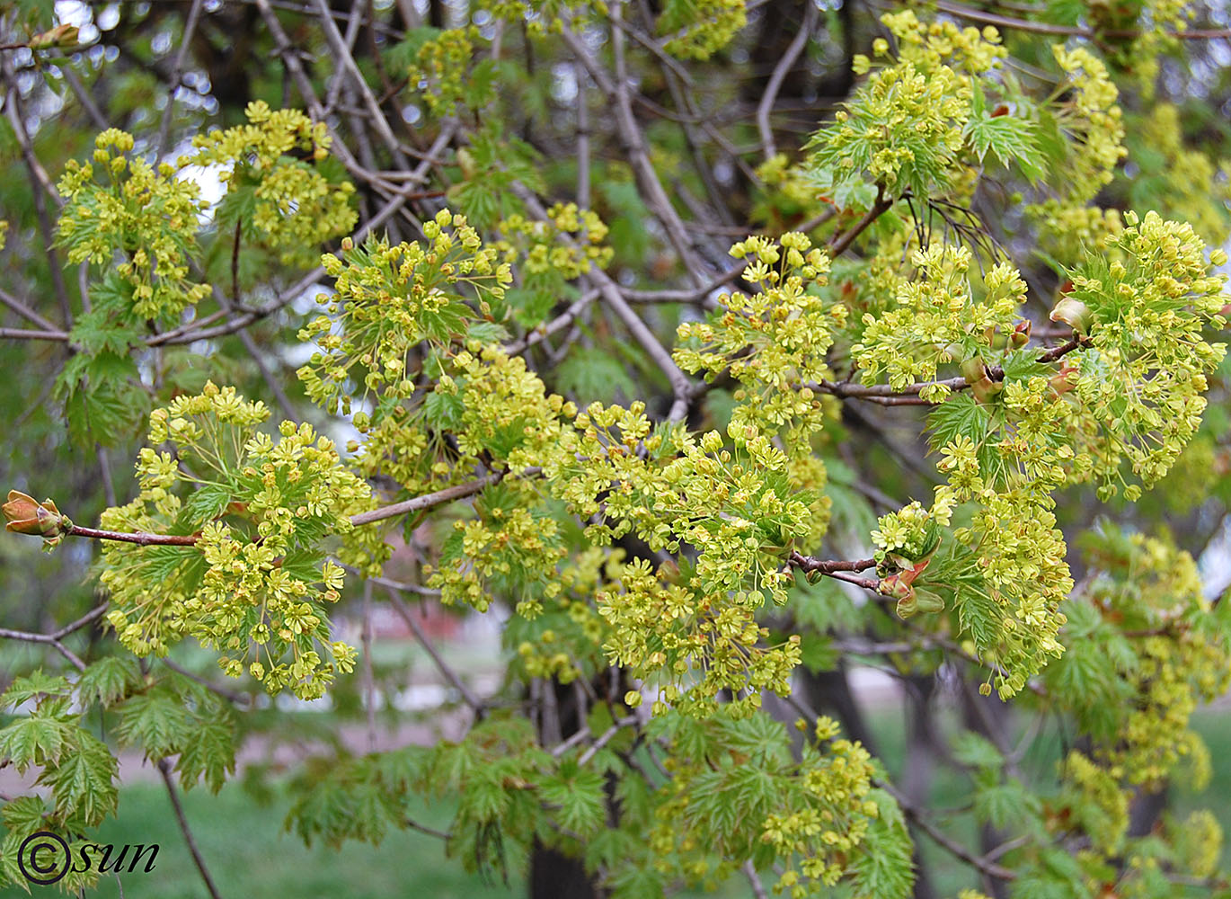 Image of Acer platanoides specimen.