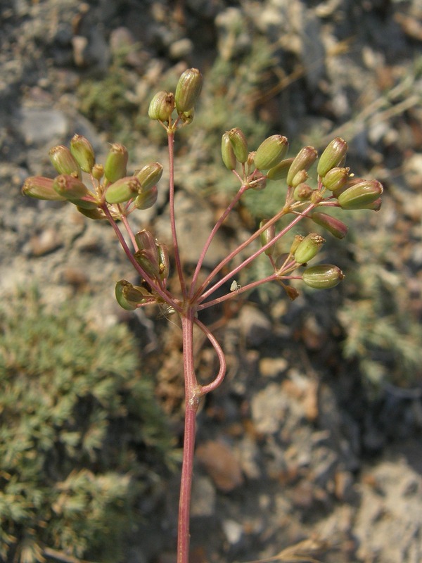 Image of Ferula caspica specimen.