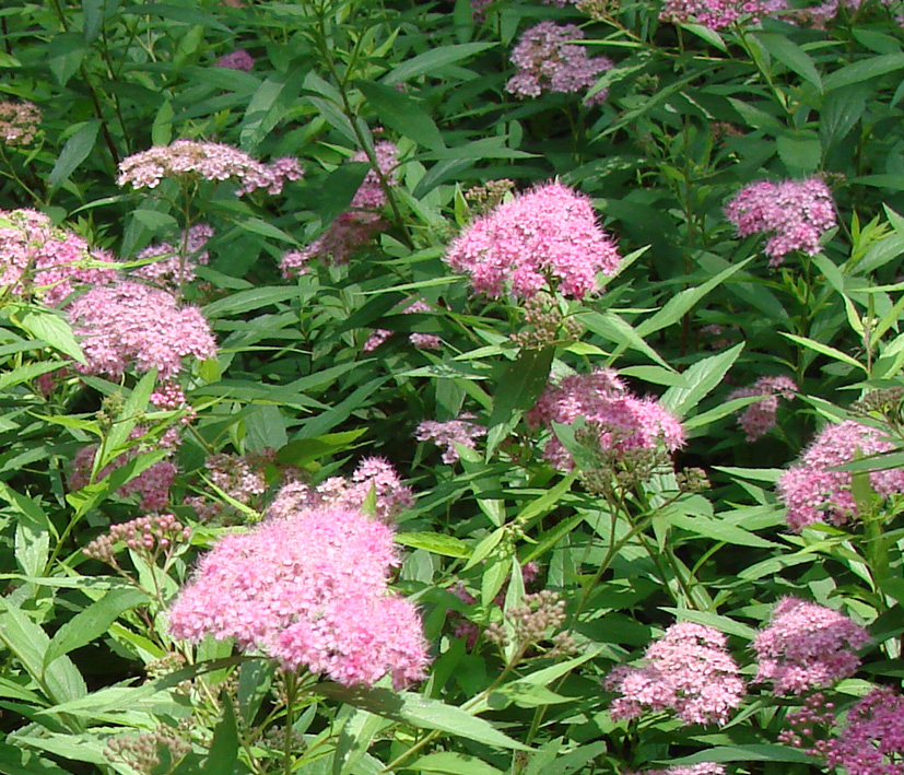 Image of Spiraea japonica specimen.