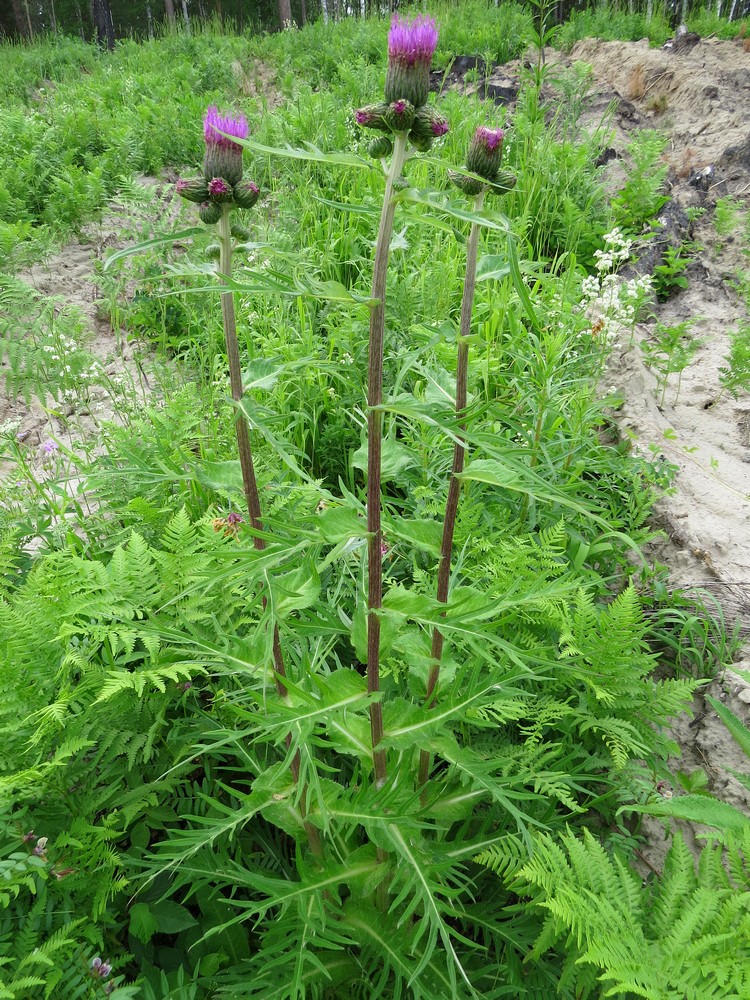 Изображение особи Cirsium heterophyllum.