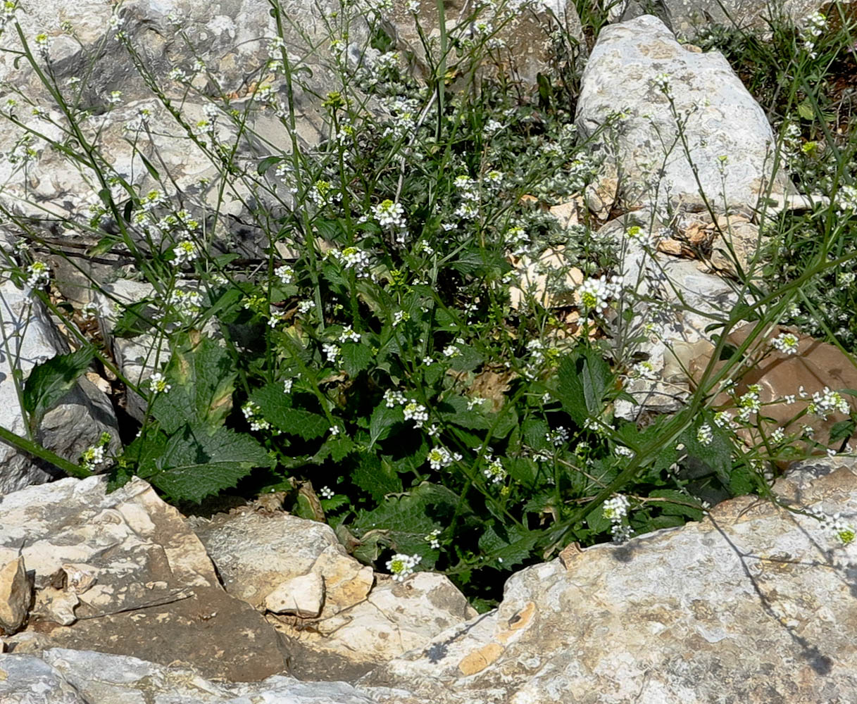 Изображение особи Crambe hispanica.