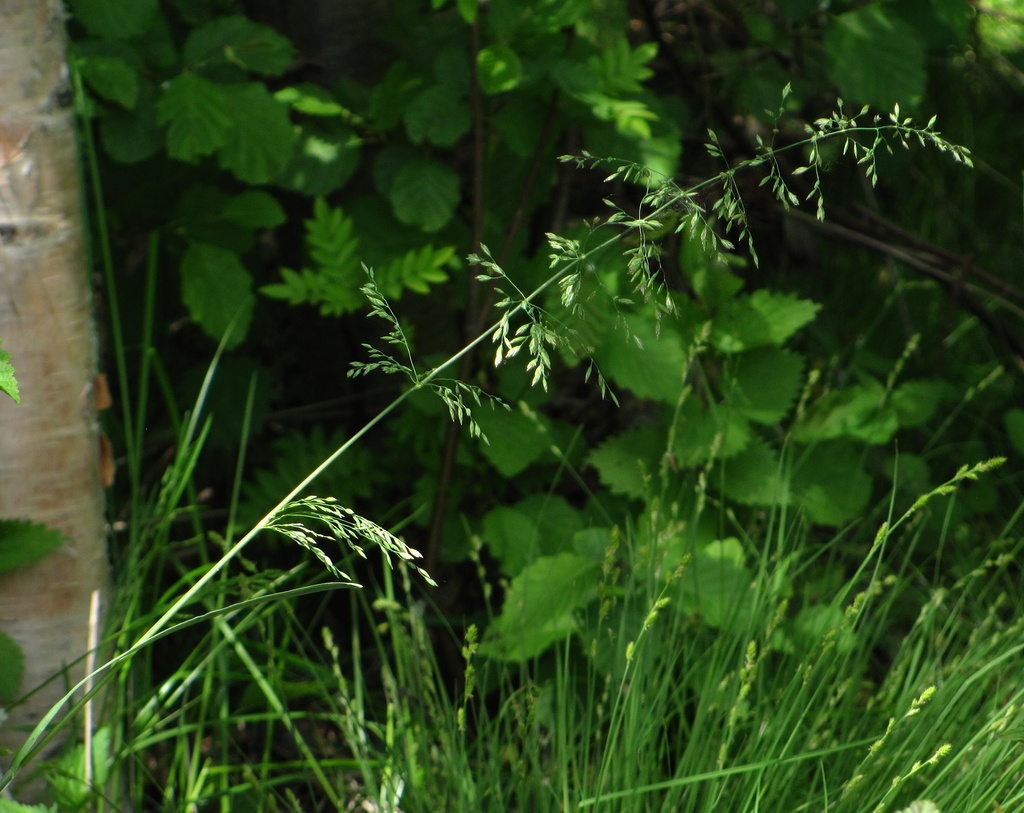 Image of genus Poa specimen.