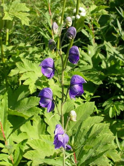 Image of Aconitum delphiniifolium specimen.