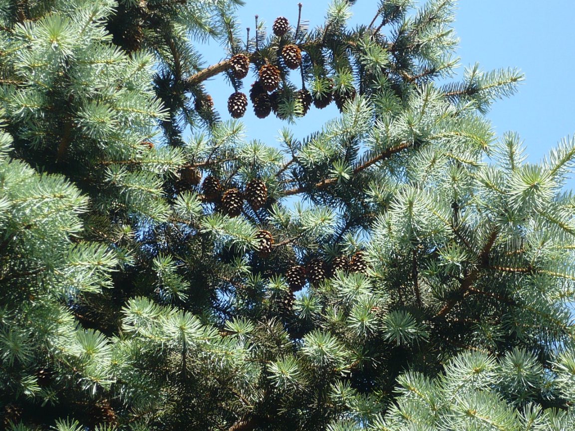 Image of Picea pungens f. glauca specimen.