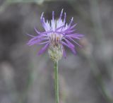 род Centaurea