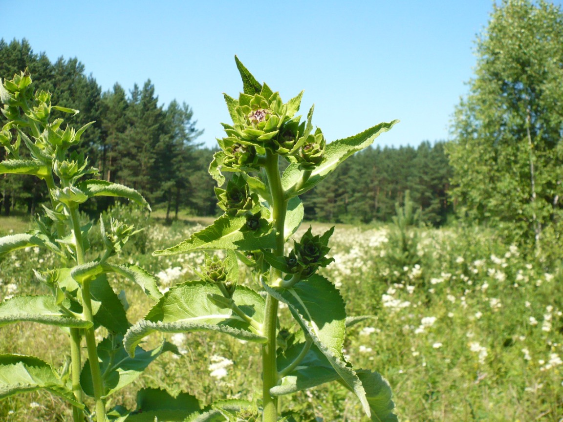 Изображение особи Inula helenium.