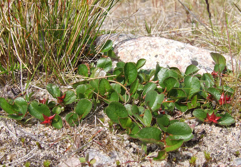 Image of Salix herbacea specimen.