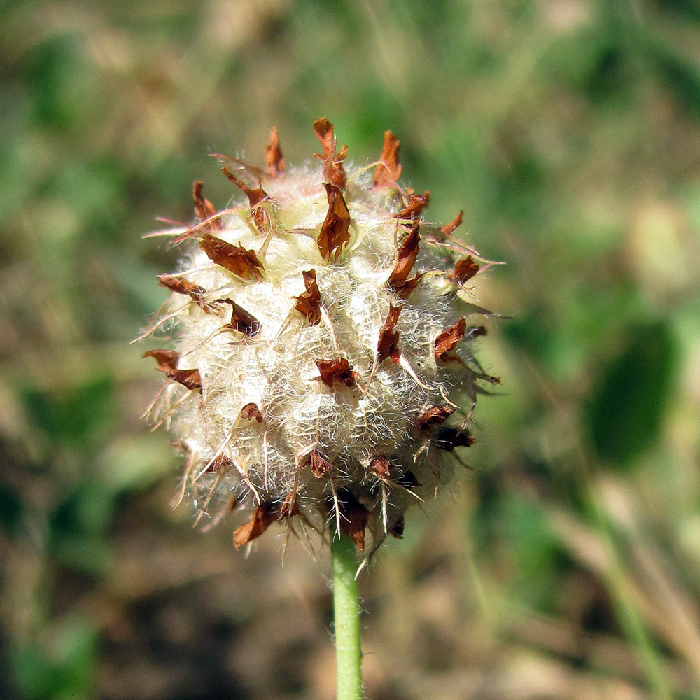 Image of Trifolium bonannii specimen.