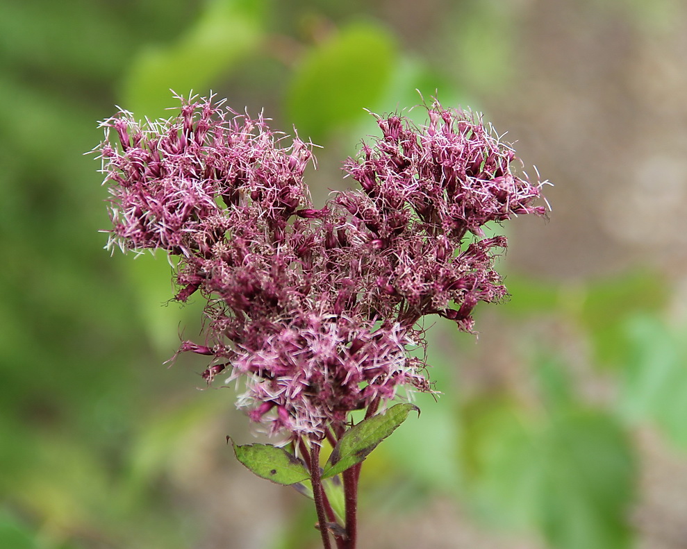 Изображение особи Eupatorium glehnii.