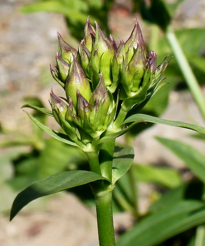 Image of Saponaria officinalis specimen.