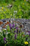 Pulsatilla campanella