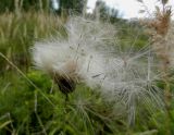 Cirsium setosum. Плоды-семянки, осыпающиеся с соплодия. Московская обл., Электрогорск, залежь на северном берегу Стахановского озера. 07.09.2014.