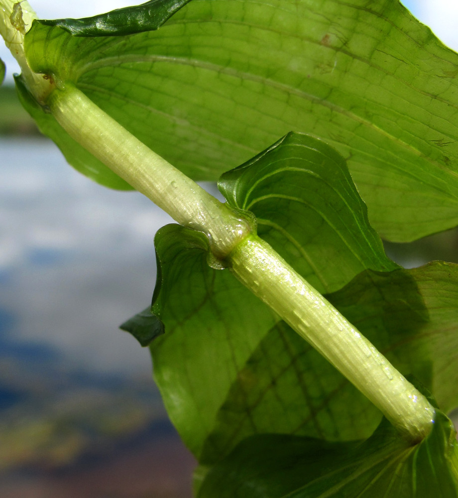 Image of Potamogeton perfoliatus specimen.