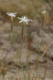 Dianthus squarrosus