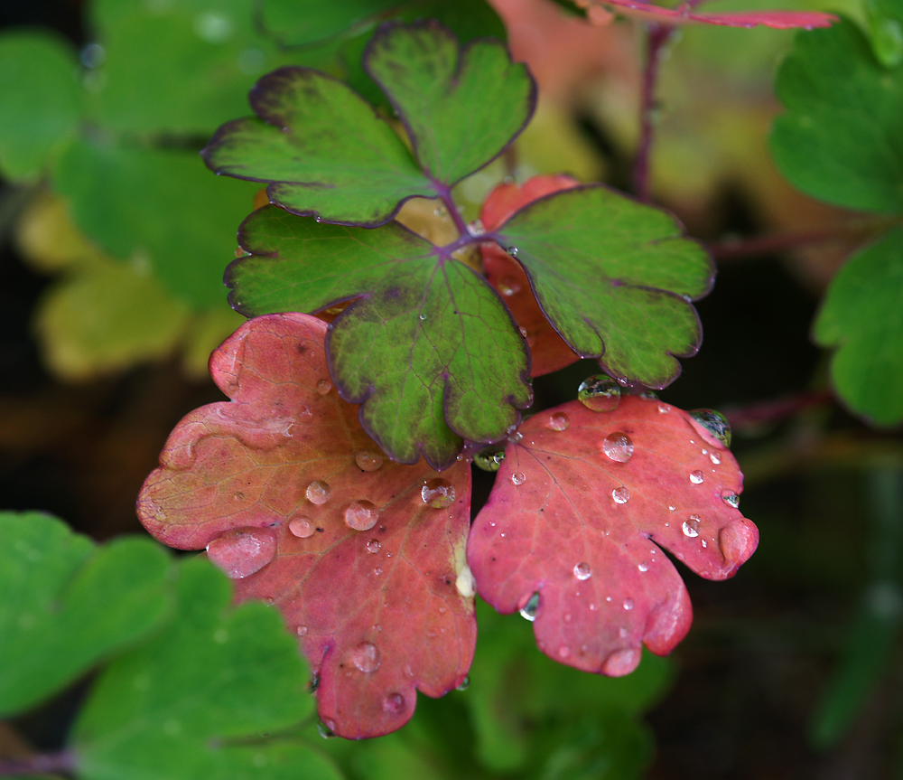 Image of genus Aquilegia specimen.