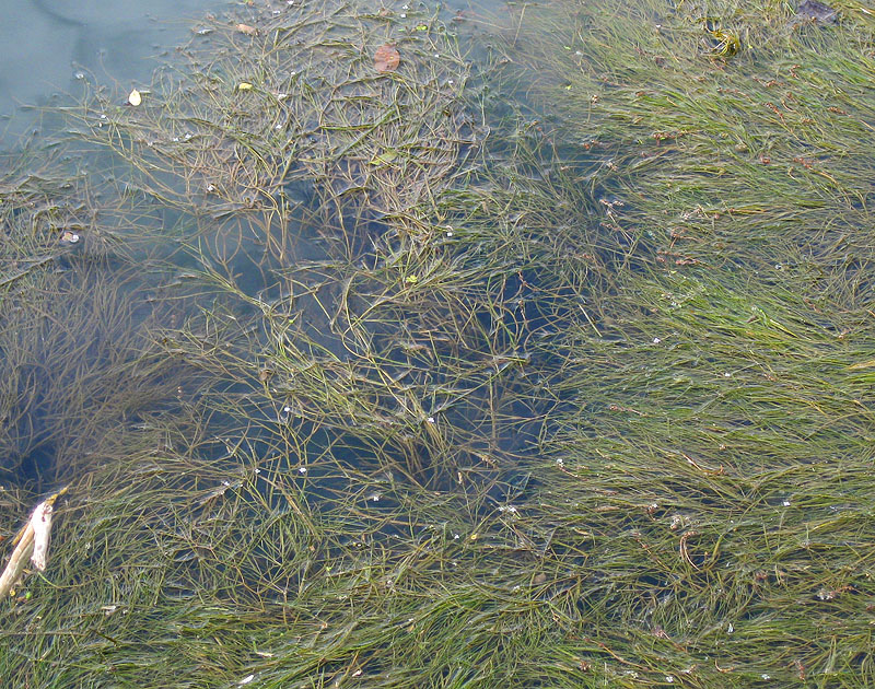 Image of Potamogeton berchtoldii specimen.