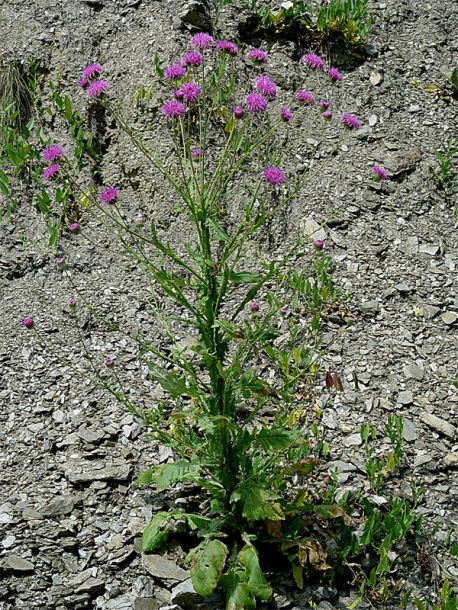 Image of Jurinea alata specimen.