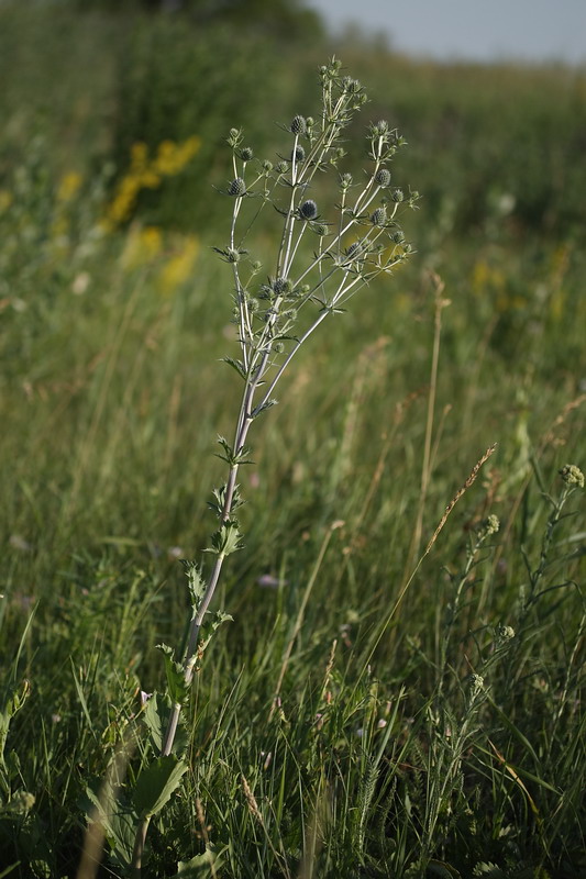 Изображение особи Eryngium planum.