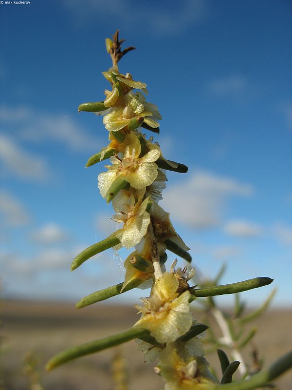 Изображение особи Salsola arbuscula.