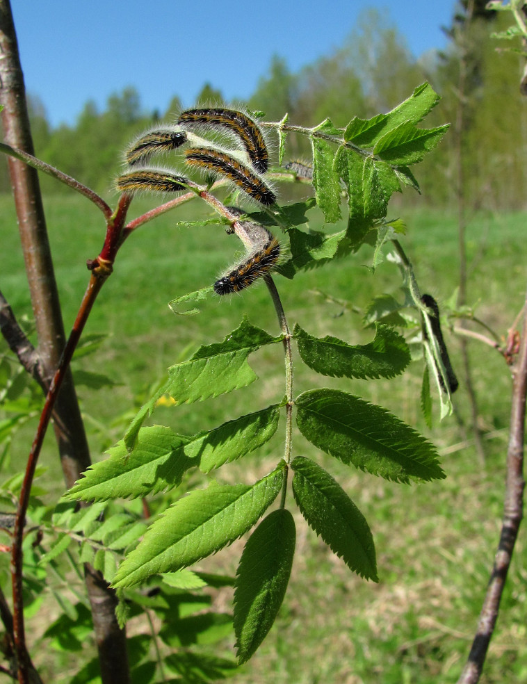 Изображение особи Sorbus aucuparia.