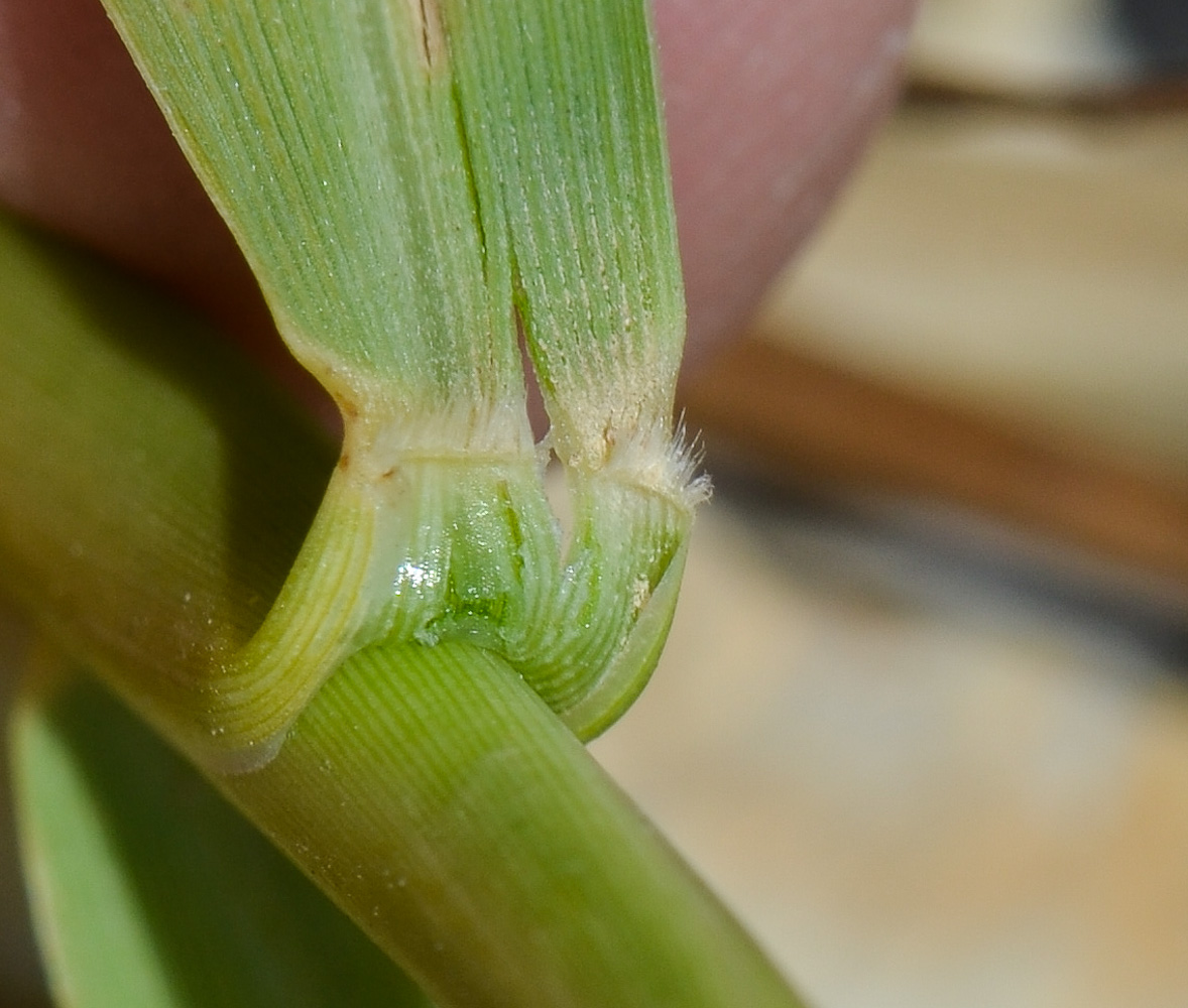 Изображение особи Paspalidium geminatum.