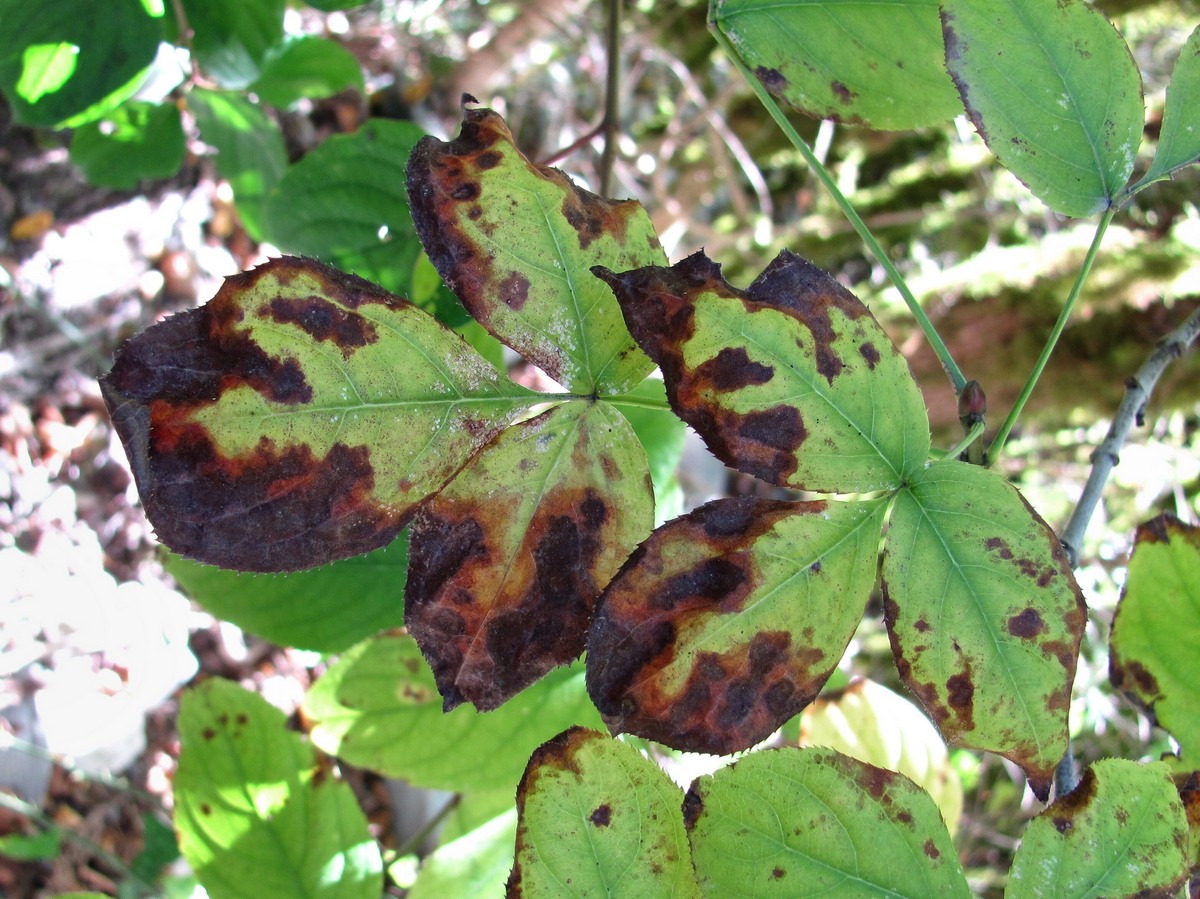 Image of Staphylea colchica specimen.