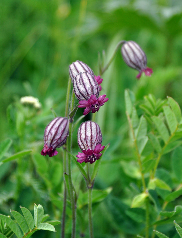 Image of Gastrolychnis tristis specimen.