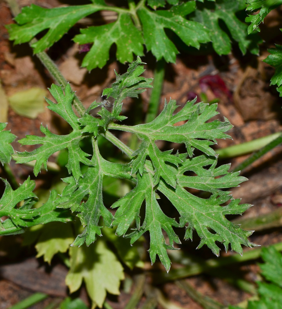 Image of Ranunculus asiaticus specimen.