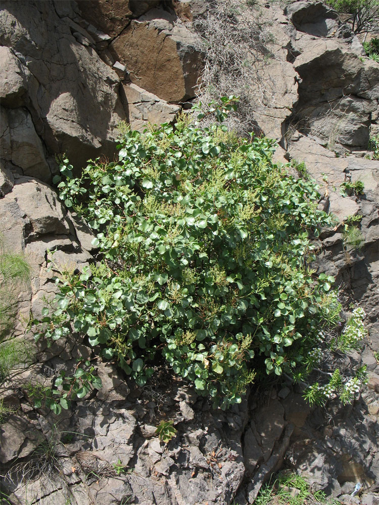 Изображение особи Rumex lunaria.