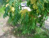Ailanthus altissima. Ветви плодоносящего дерева. Франция, Приморские Альпы, пригород Граса, рудеральное местообитание. 22.07.2014.