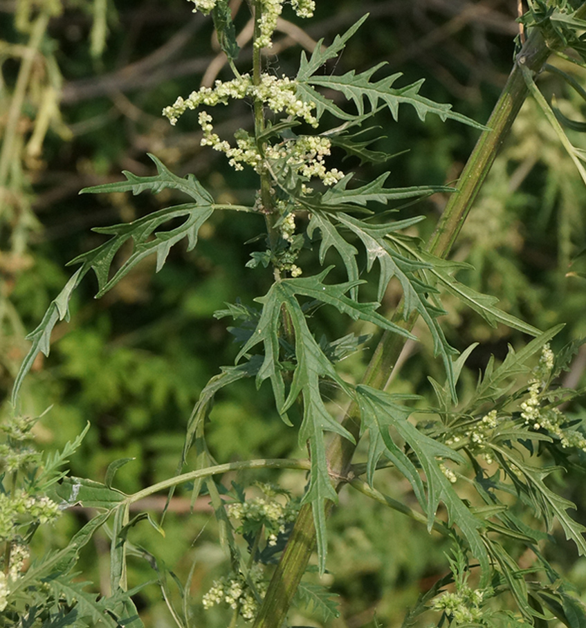 Image of Urtica cannabina specimen.