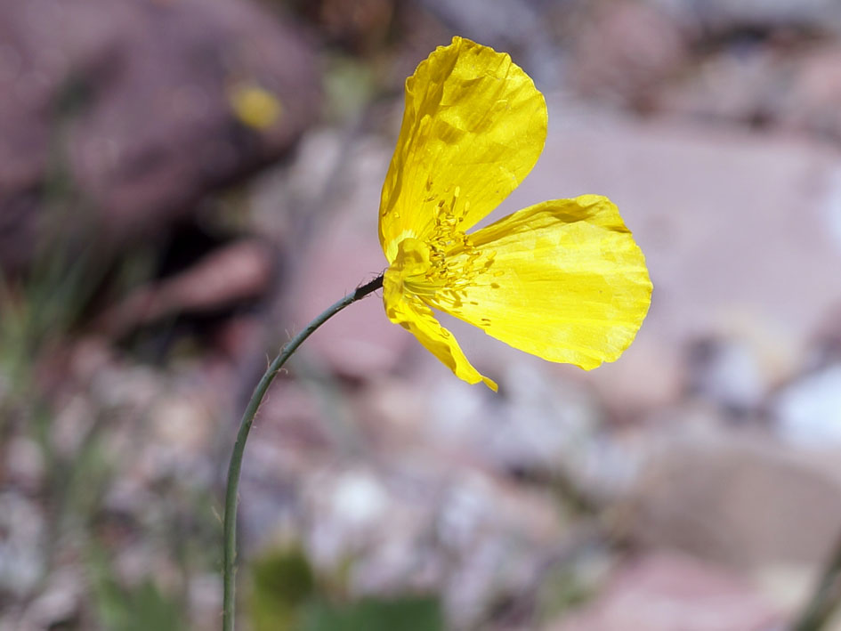 Изображение особи род Papaver.