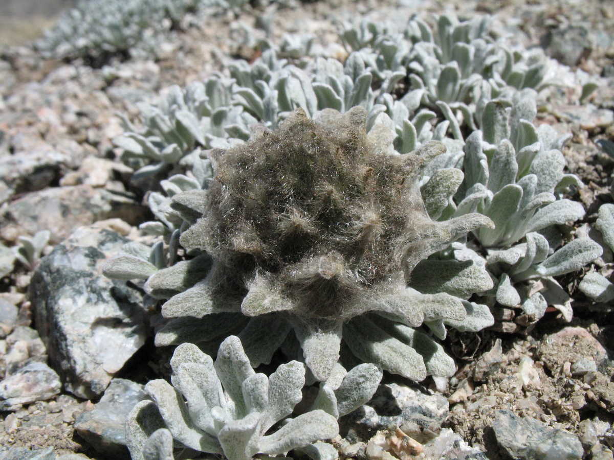 Image of Saussurea gnaphalodes specimen.