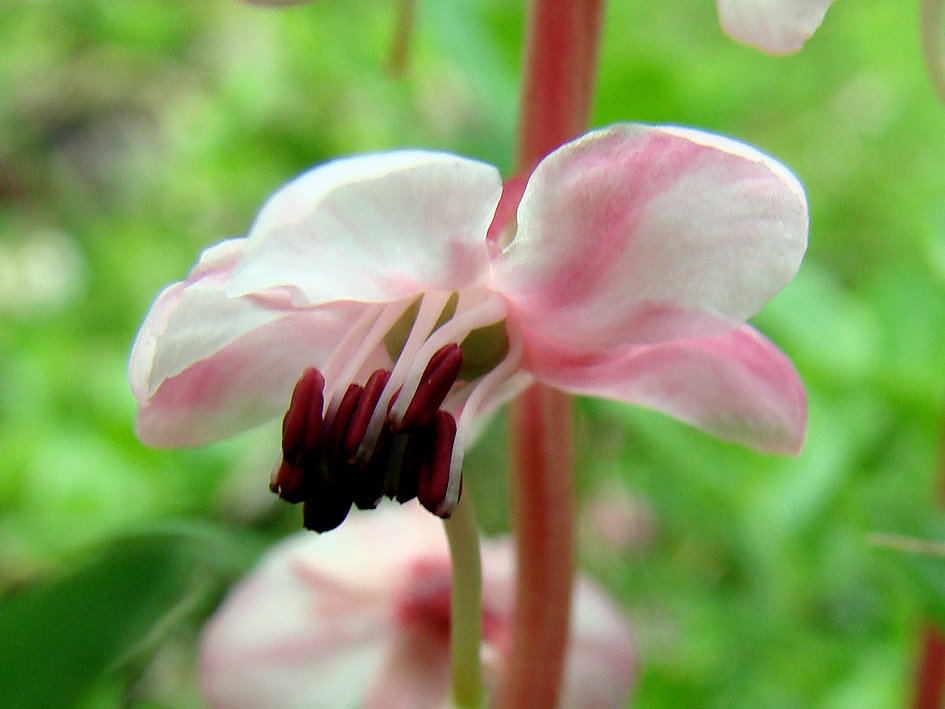 Image of Pyrola incarnata specimen.