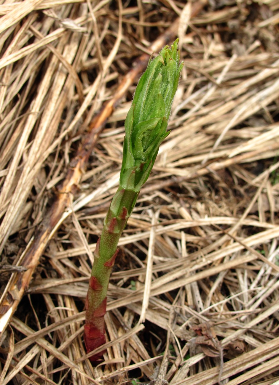 Image of Lysimachia vulgaris specimen.