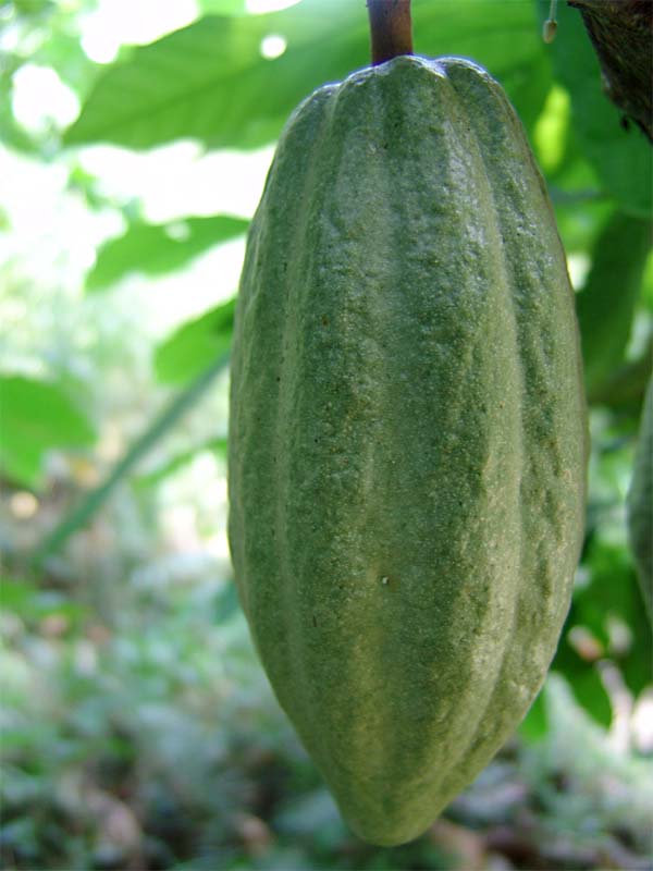 Image of Theobroma cacao specimen.