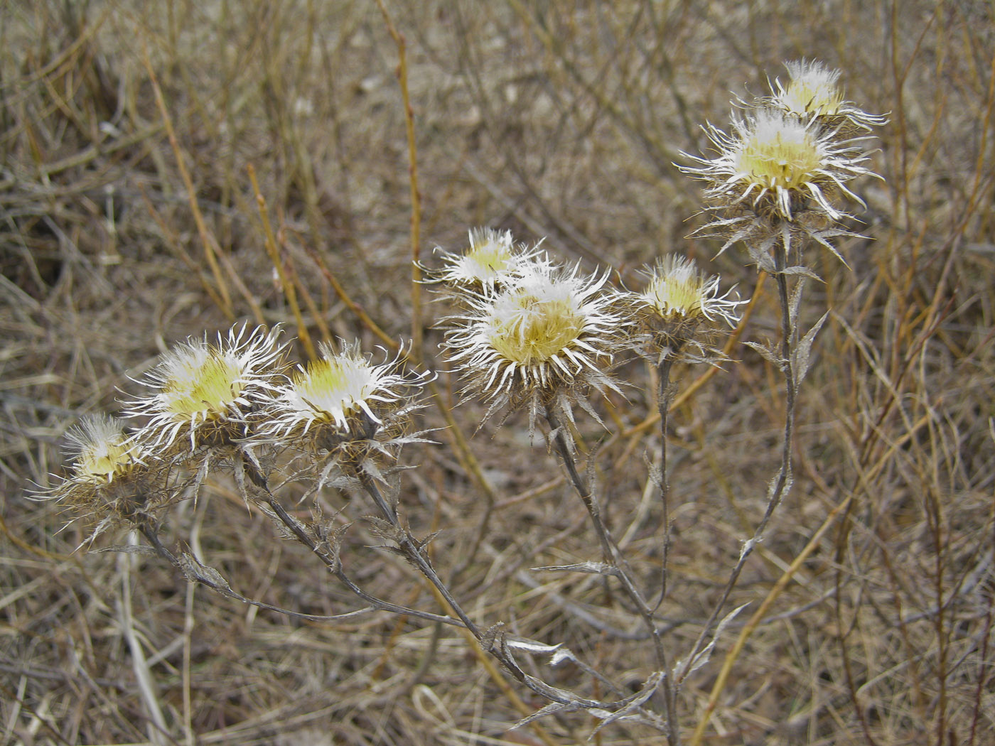 Image of Carlina intermedia specimen.