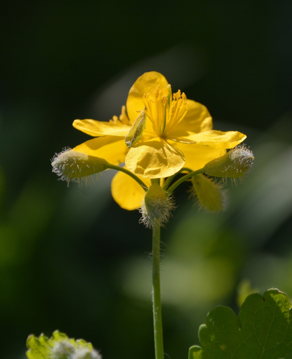 Изображение особи Chelidonium majus.