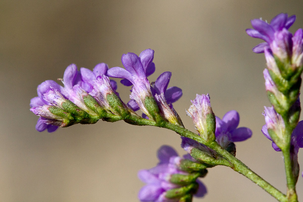 Изображение особи Limonium narbonense.