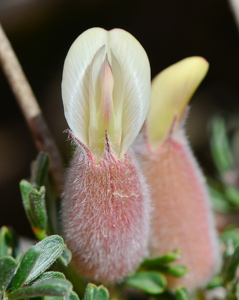 Image of Astragalus spinosus specimen.