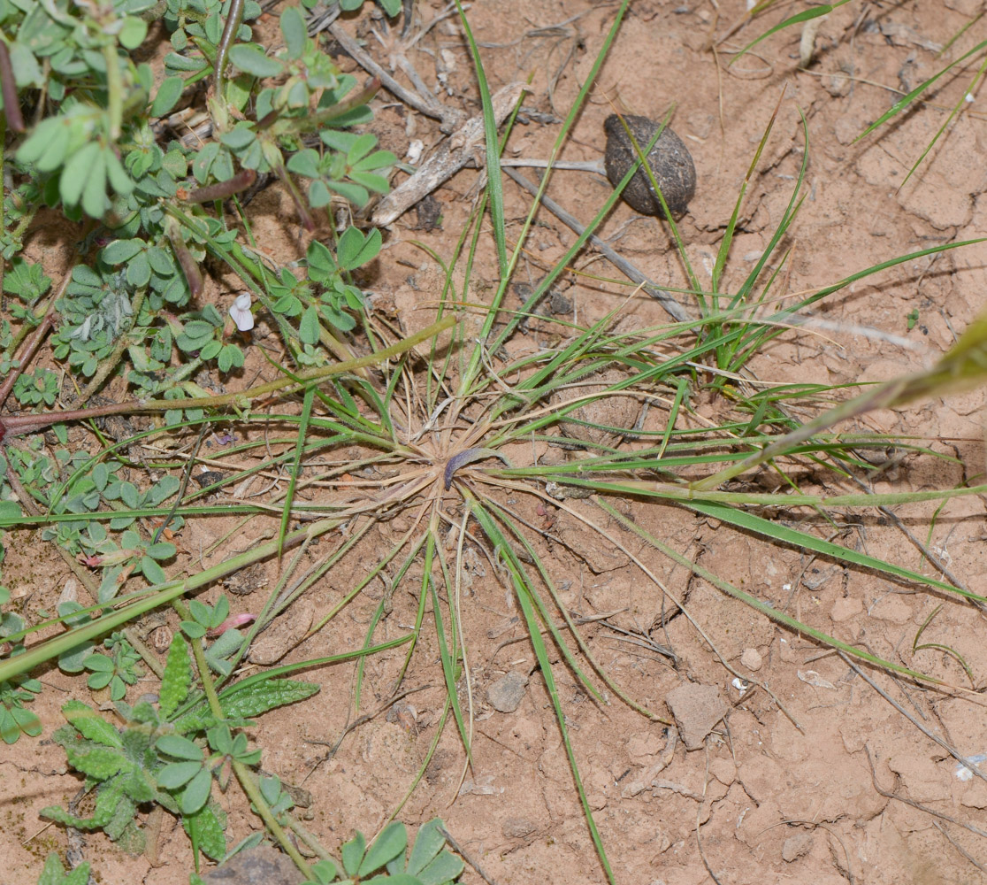 Image of Stipellula capensis specimen.