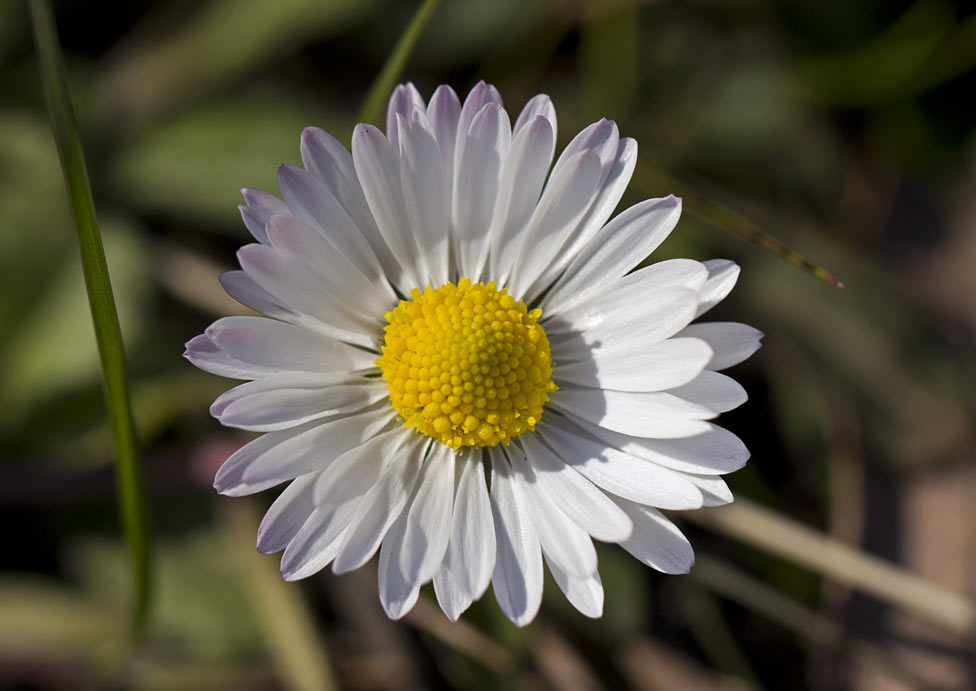 Image of Bellis annua specimen.