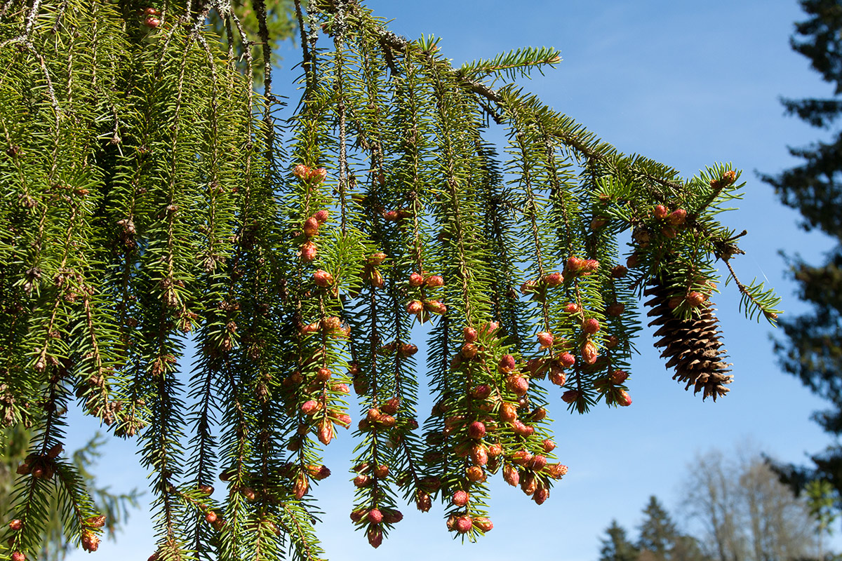 Image of Picea abies specimen.